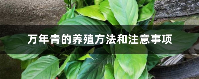 万年青的养殖方法和注意事项 万年青的养殖方法和注意事项