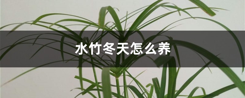 水竹冬天怎么养 水竹冬天怎么养
