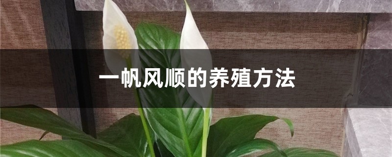 一帆风顺的养殖方法