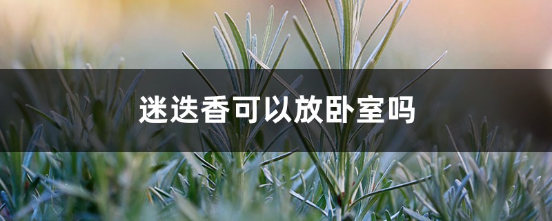 迷迭香可以放卧室吗,会很香吗 迷迭香可以放卧室吗,会很香吗