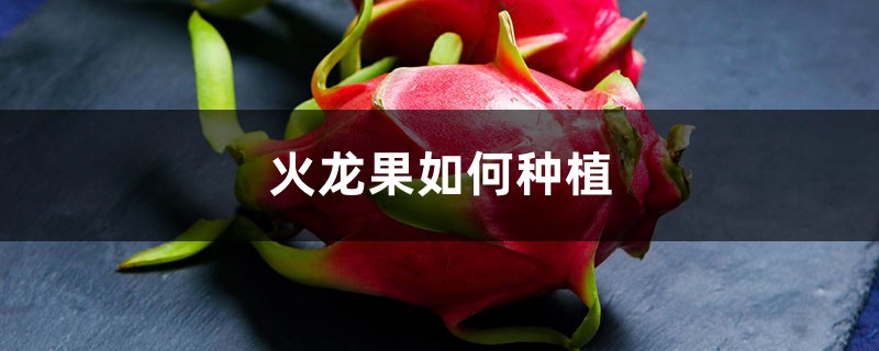 火龙果如何种植,幼苗怎么换盆 火龙果如何种植,幼苗怎么换盆