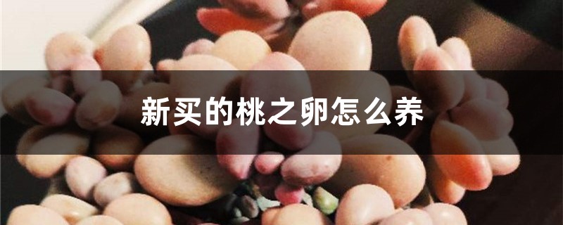 新买的桃之卵怎么养