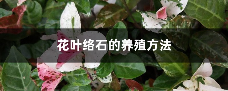 花叶络石的养殖方法