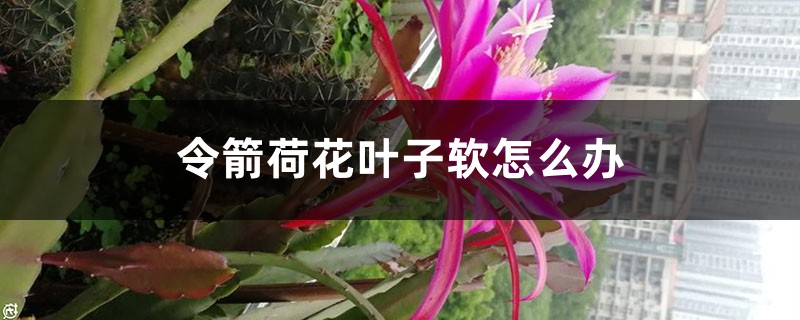 令箭荷花叶子软怎么办，叶子发蔫是怎么回事