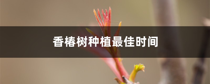 香椿树种植最佳时间 香椿树种植最佳时间