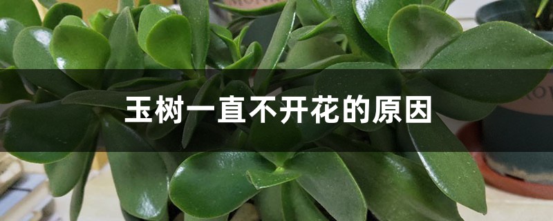 玉树一直不开花的原因,如何促进开花 玉树一直不开花的原因,如何促进开花