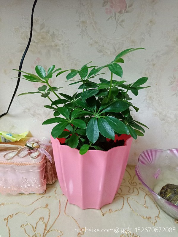 招财树