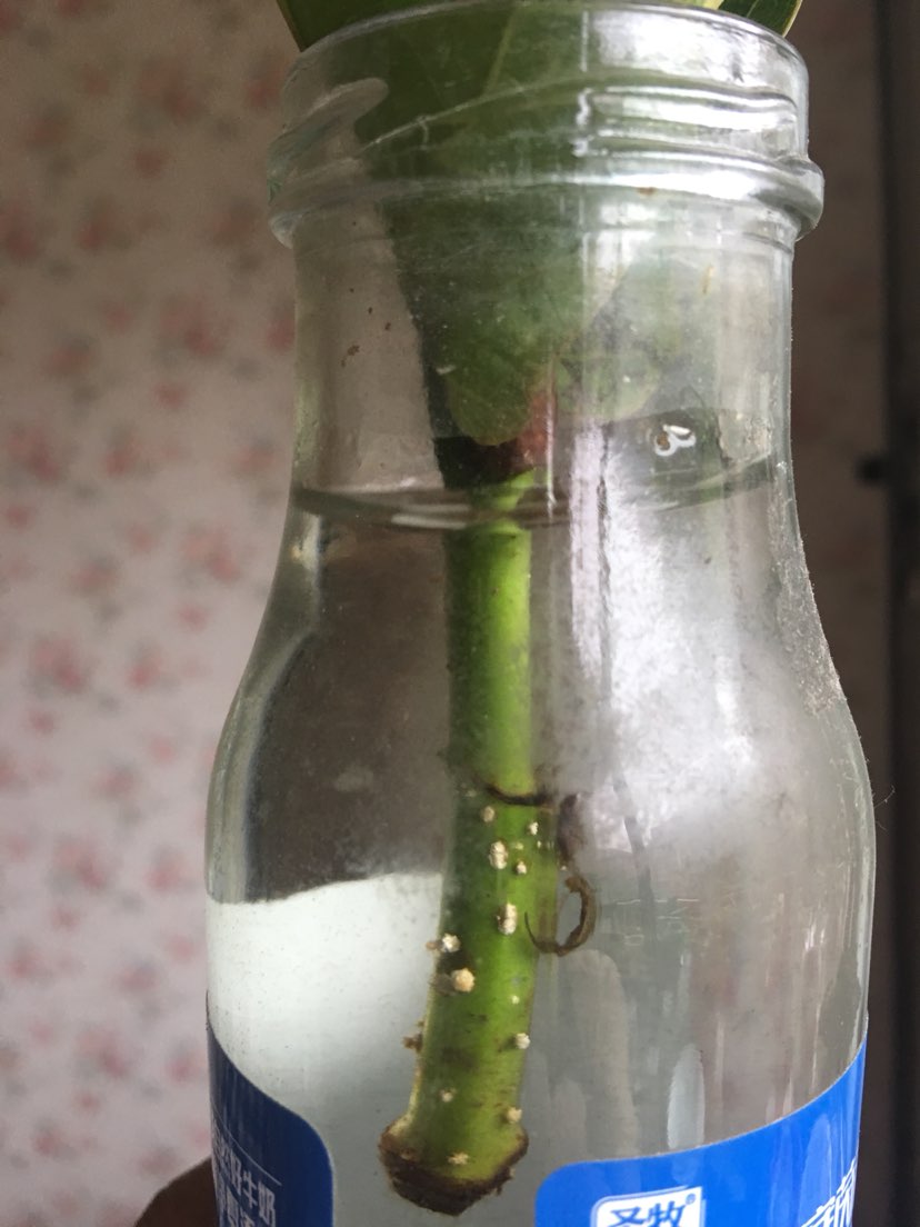 阿司匹林溶液 阿司匹林溶液