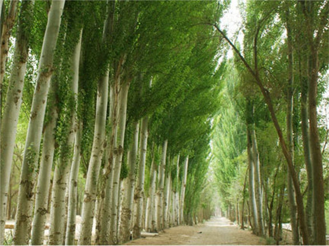 白杨树