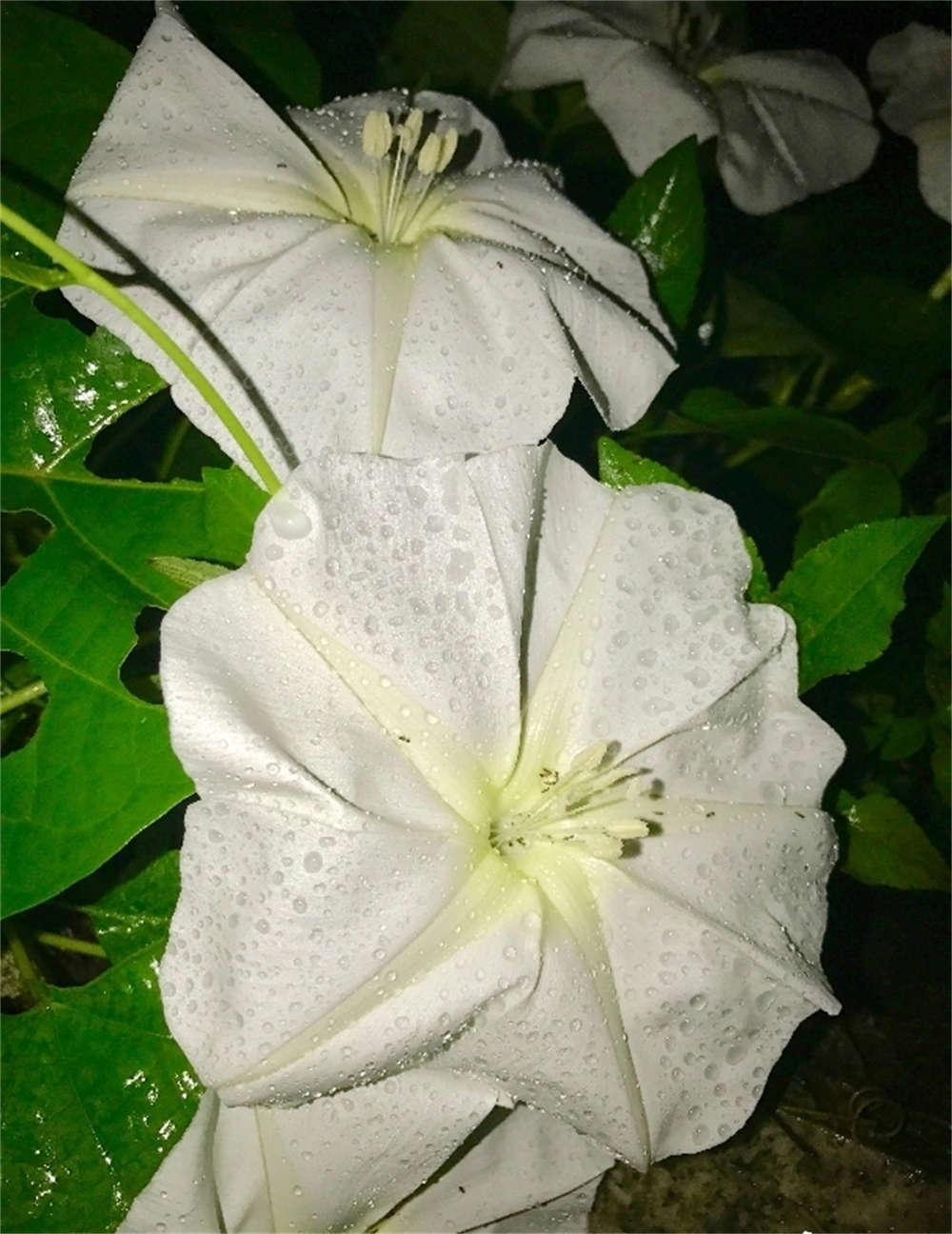 月光花