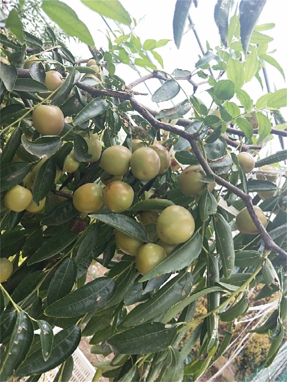 冬枣