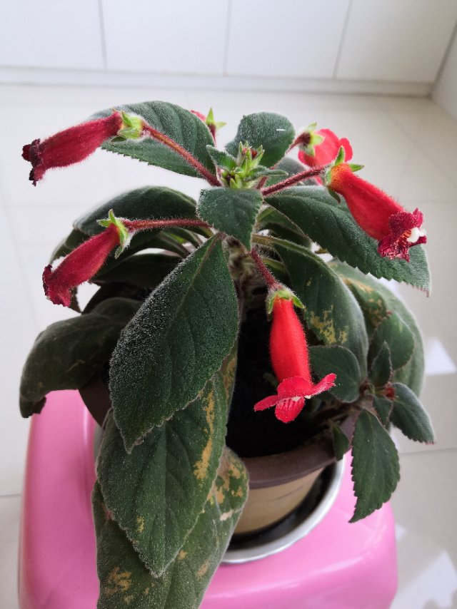 花卉