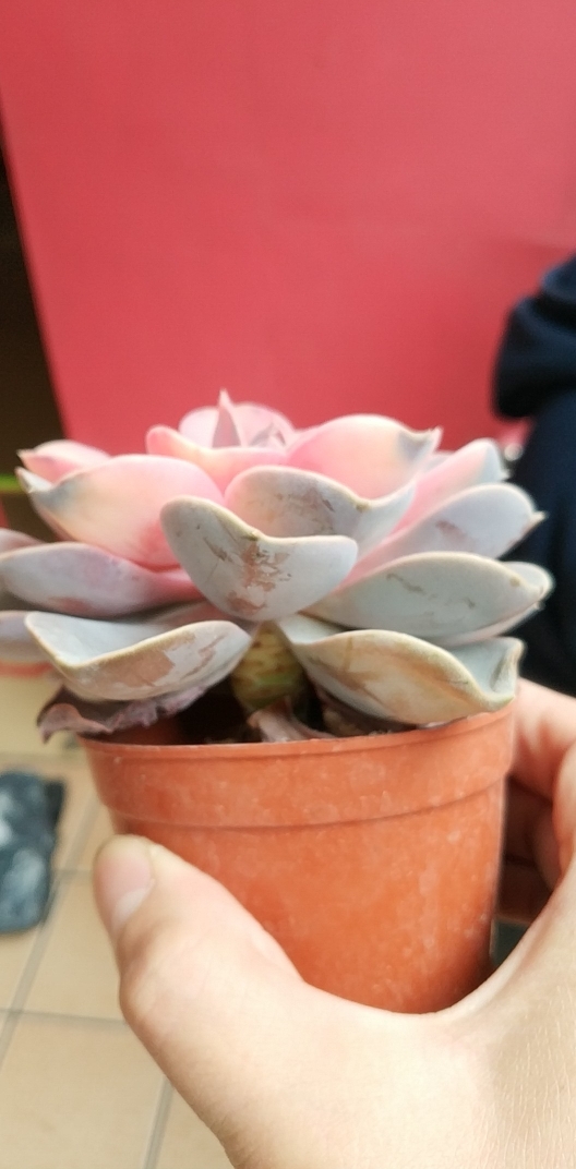 花卉