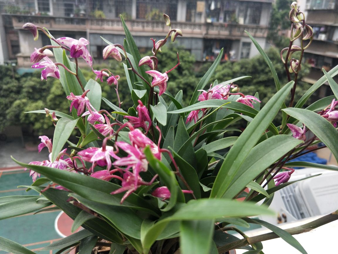 花卉