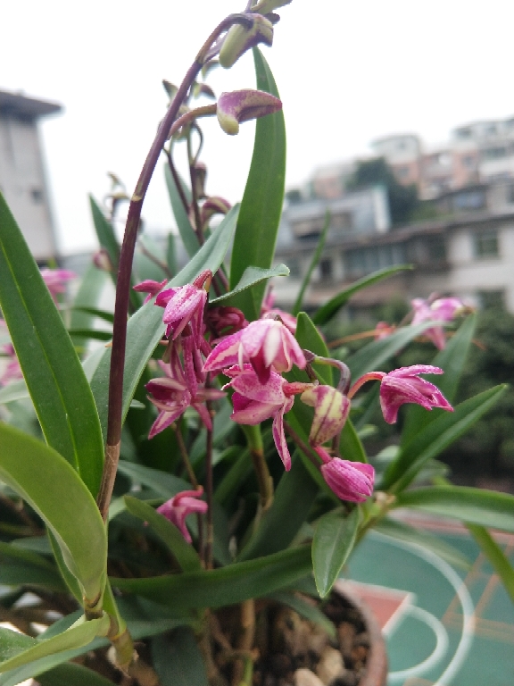 花卉