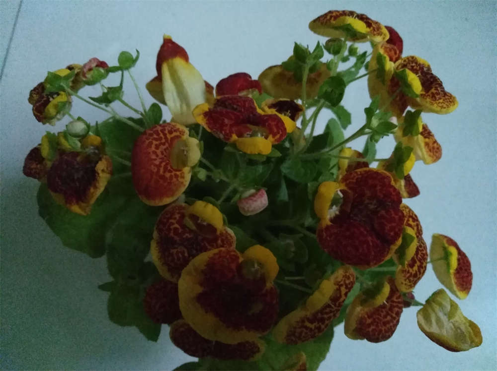 蒲包花