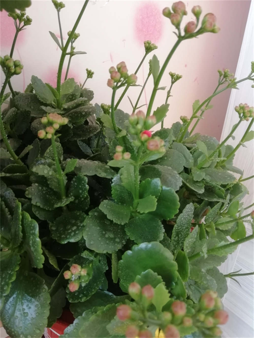 长寿花