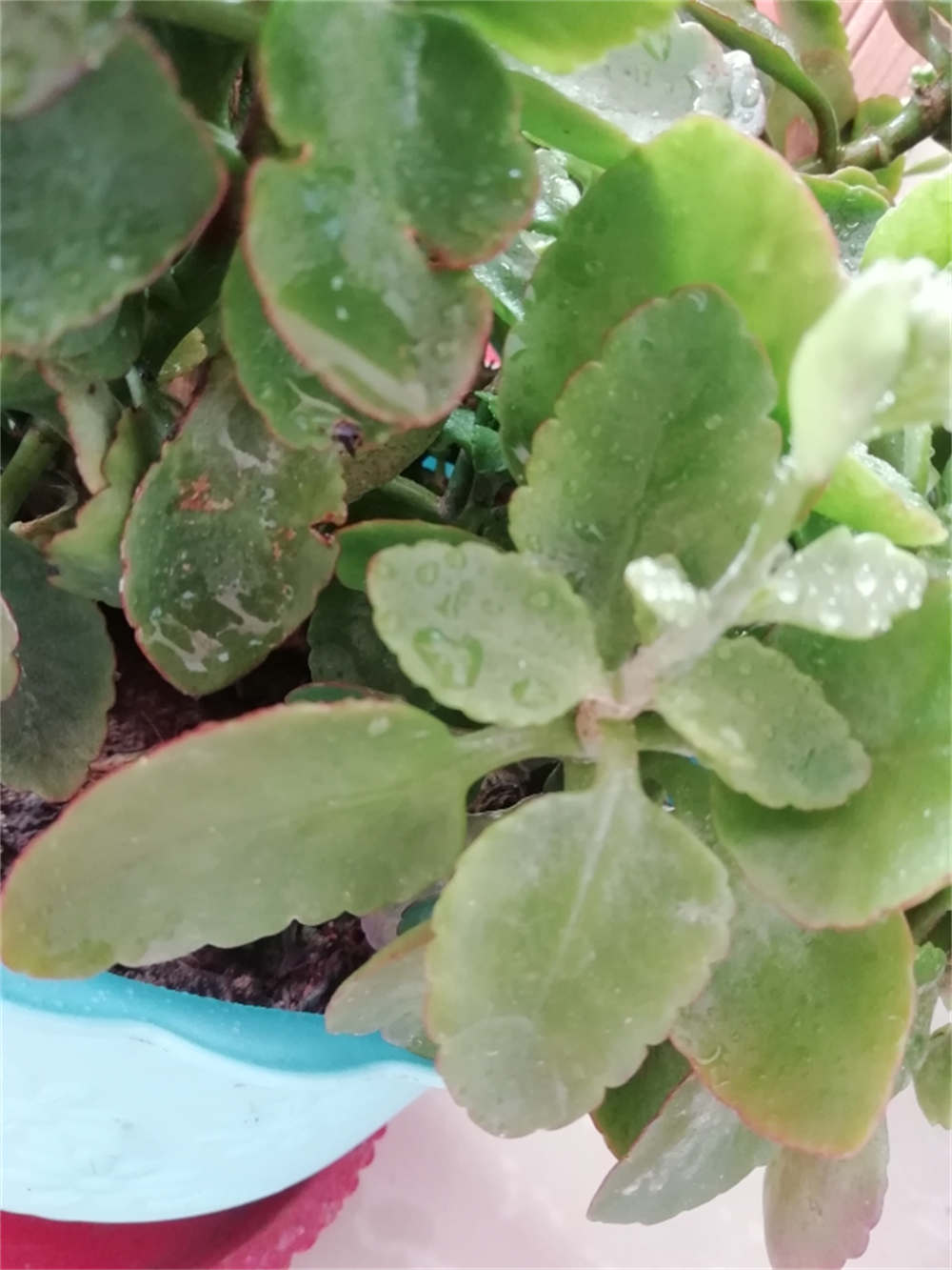 长寿花