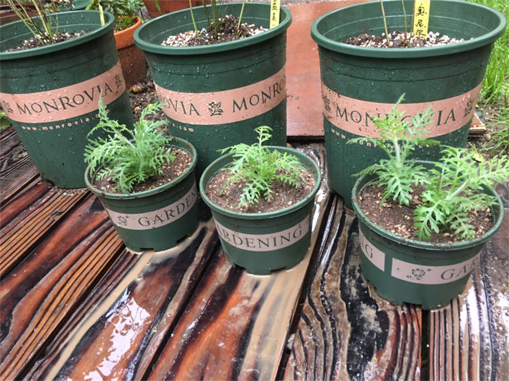羽叶薰衣草