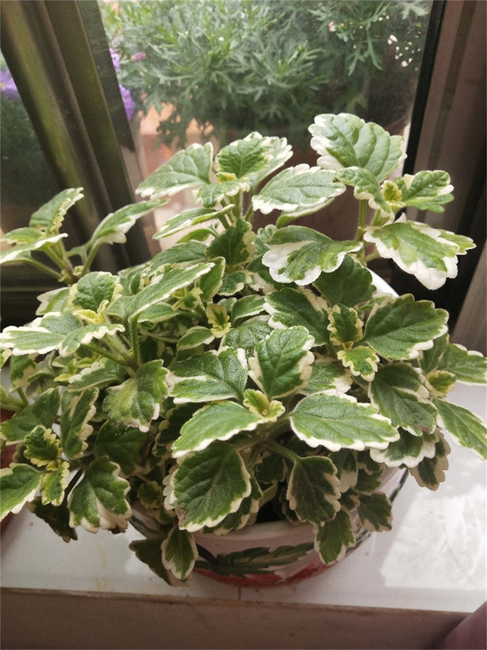 斑叶香妃草
