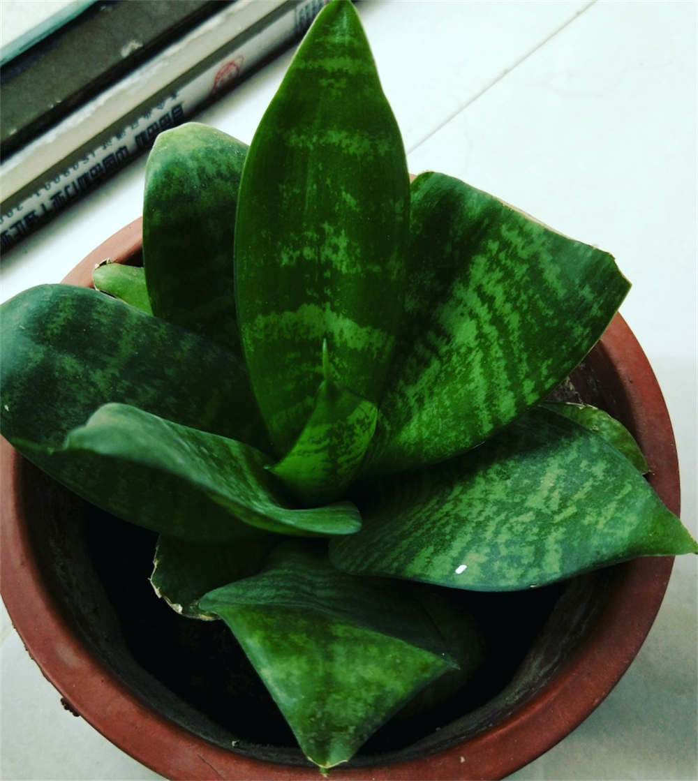 短叶虎尾兰