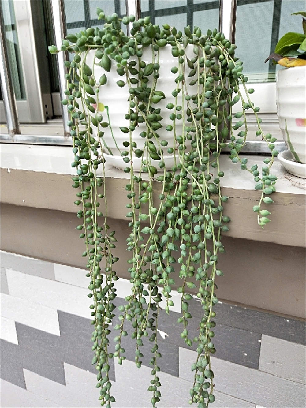 佛珠吊兰