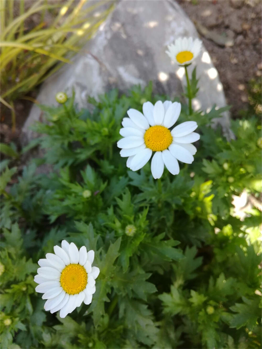 白晶菊