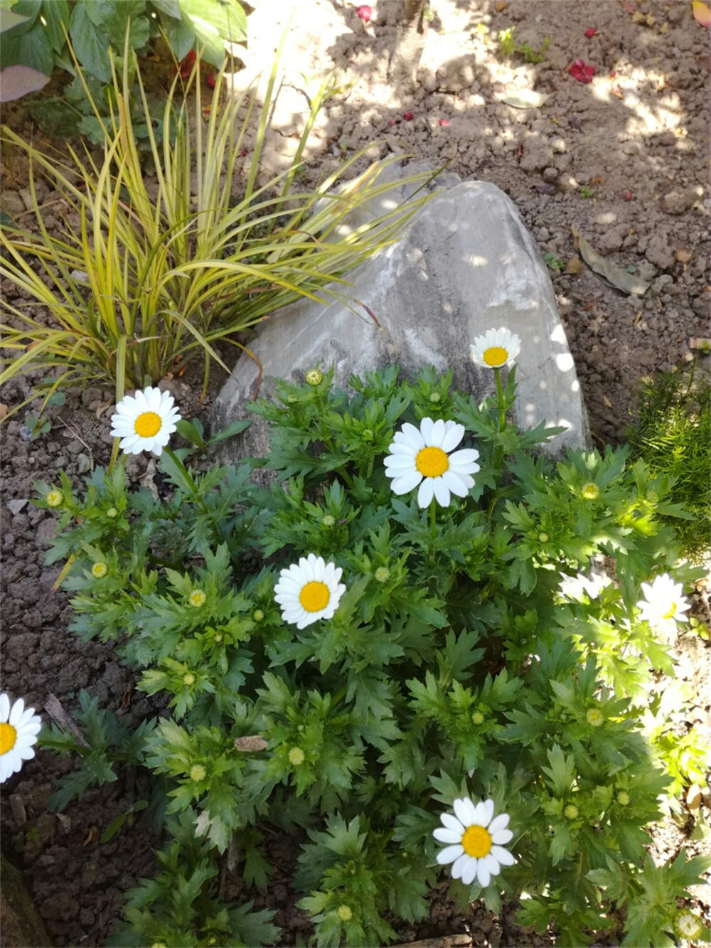 白晶菊