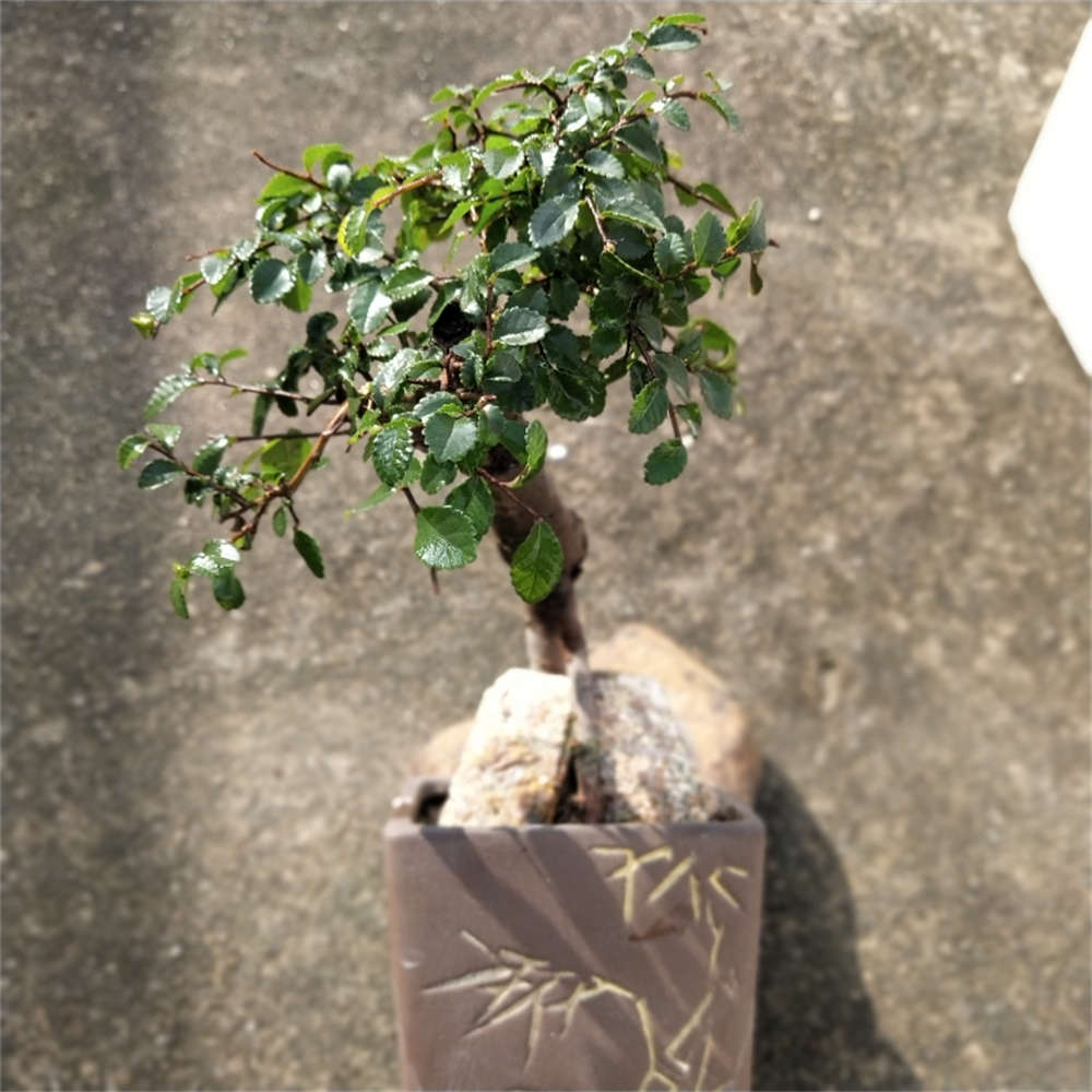 小叶榆