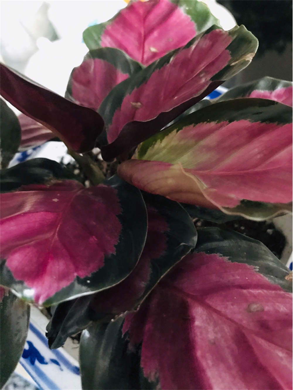 花卉
