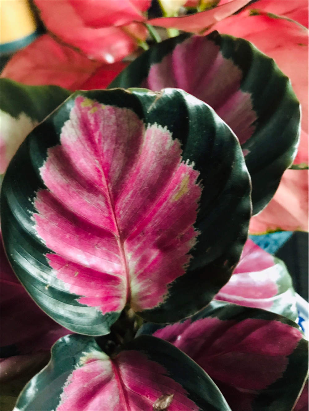 紫背竹芋