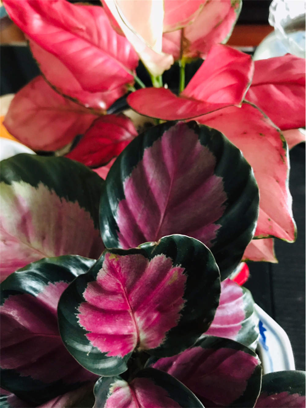 花卉