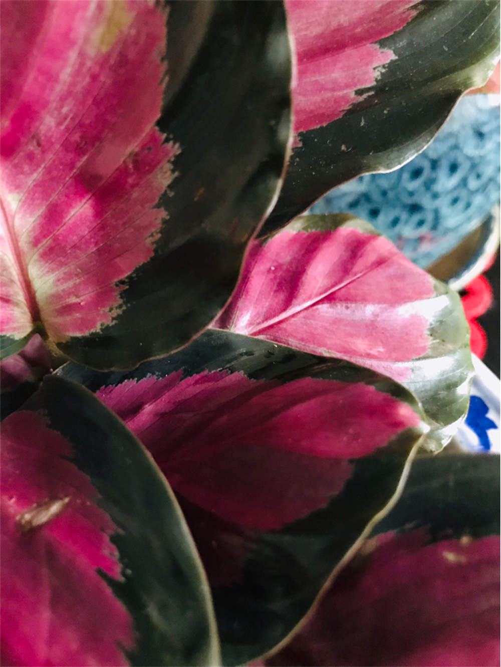 花卉