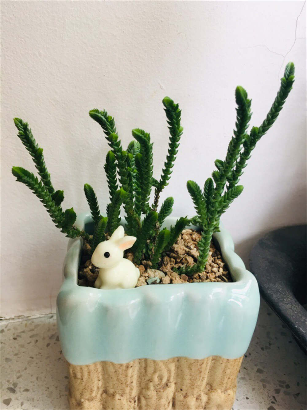 若绿