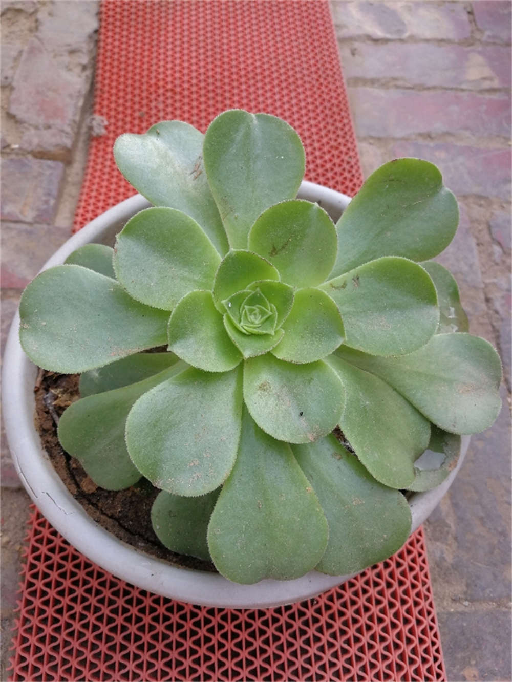 莲花掌