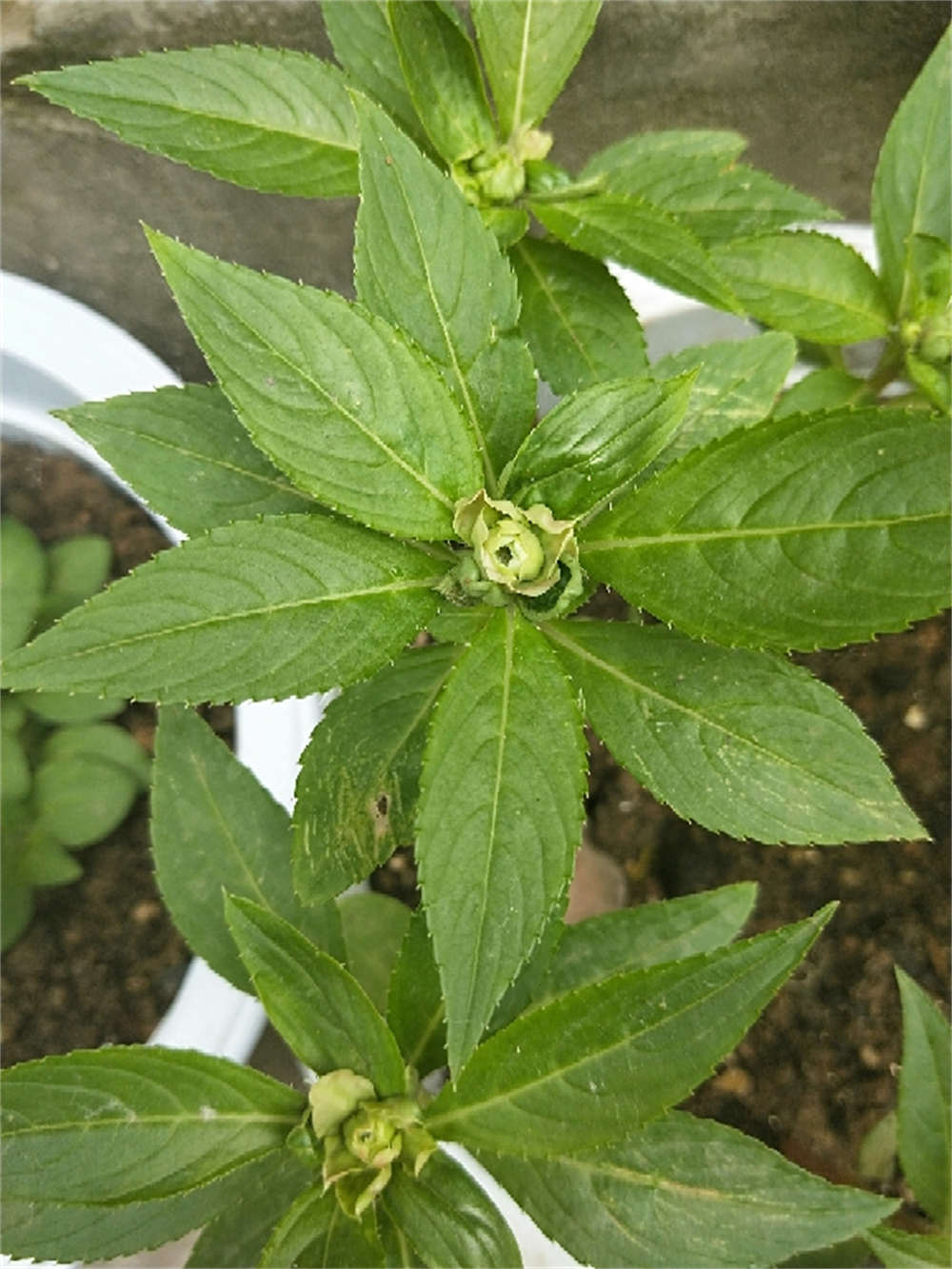 花卉