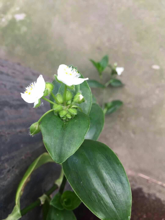 竹节草