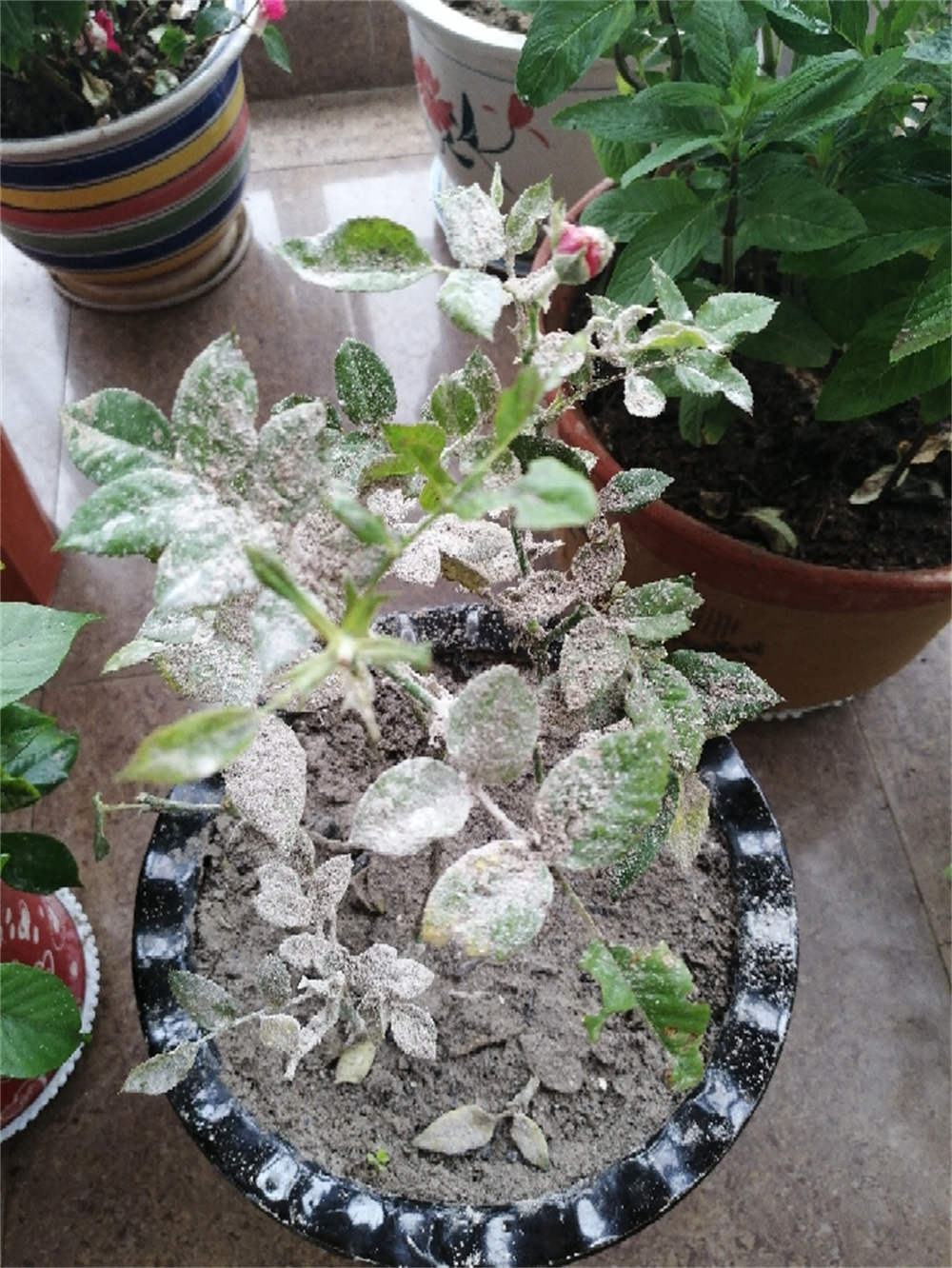 花卉