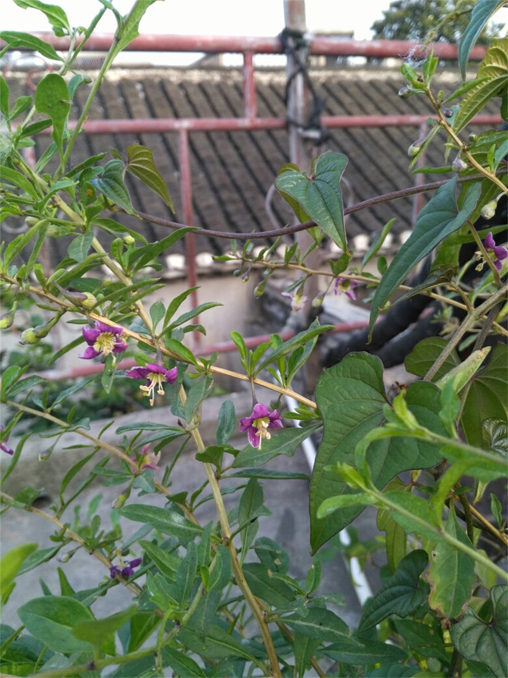黑枸杞