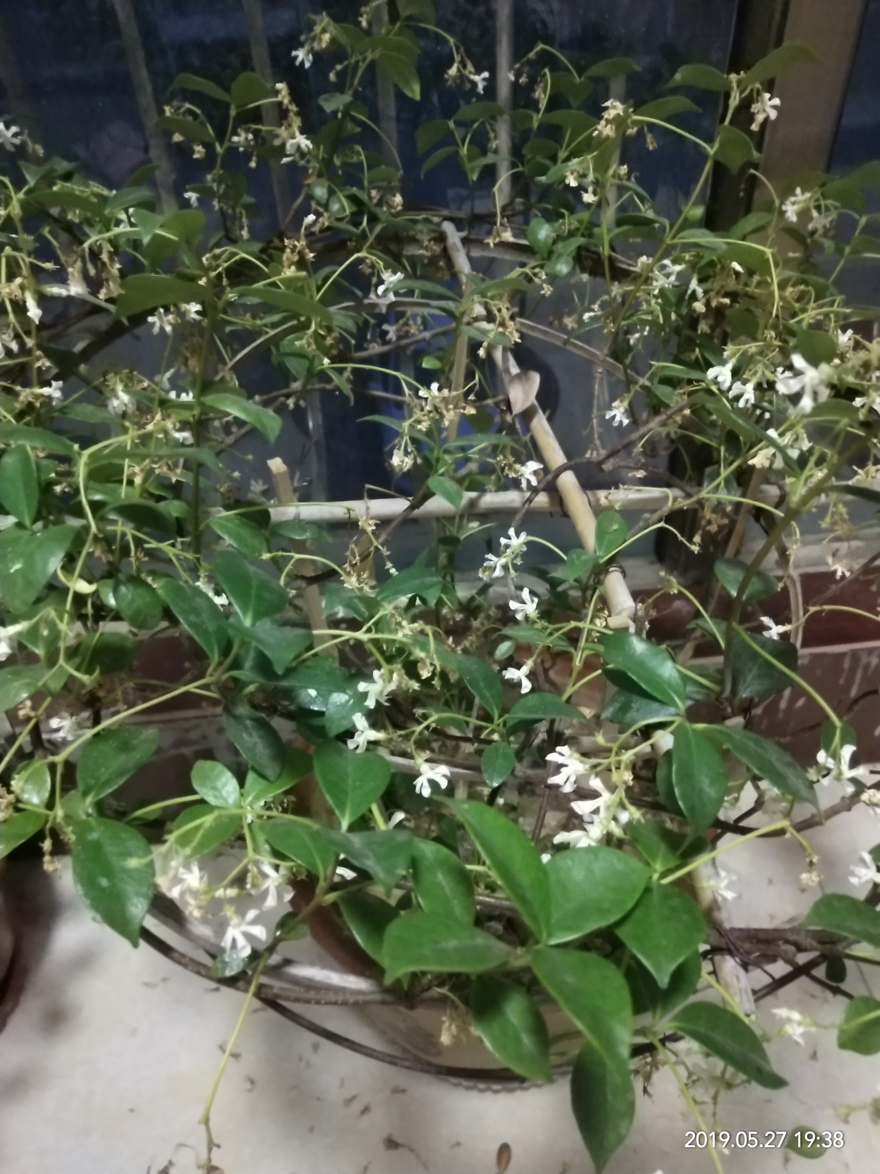 花卉