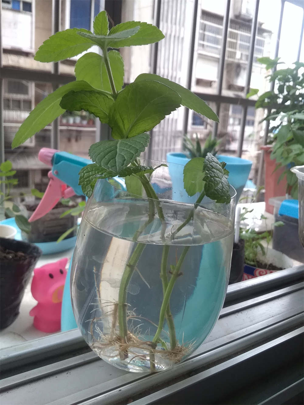 薄荷