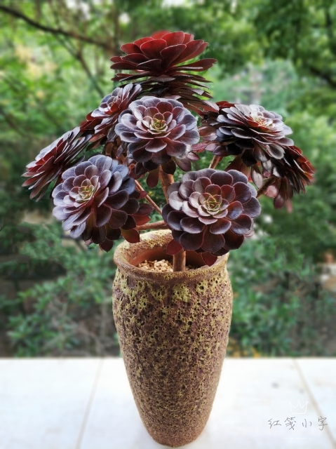 花卉