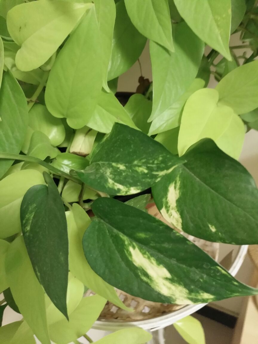 花叶绿萝