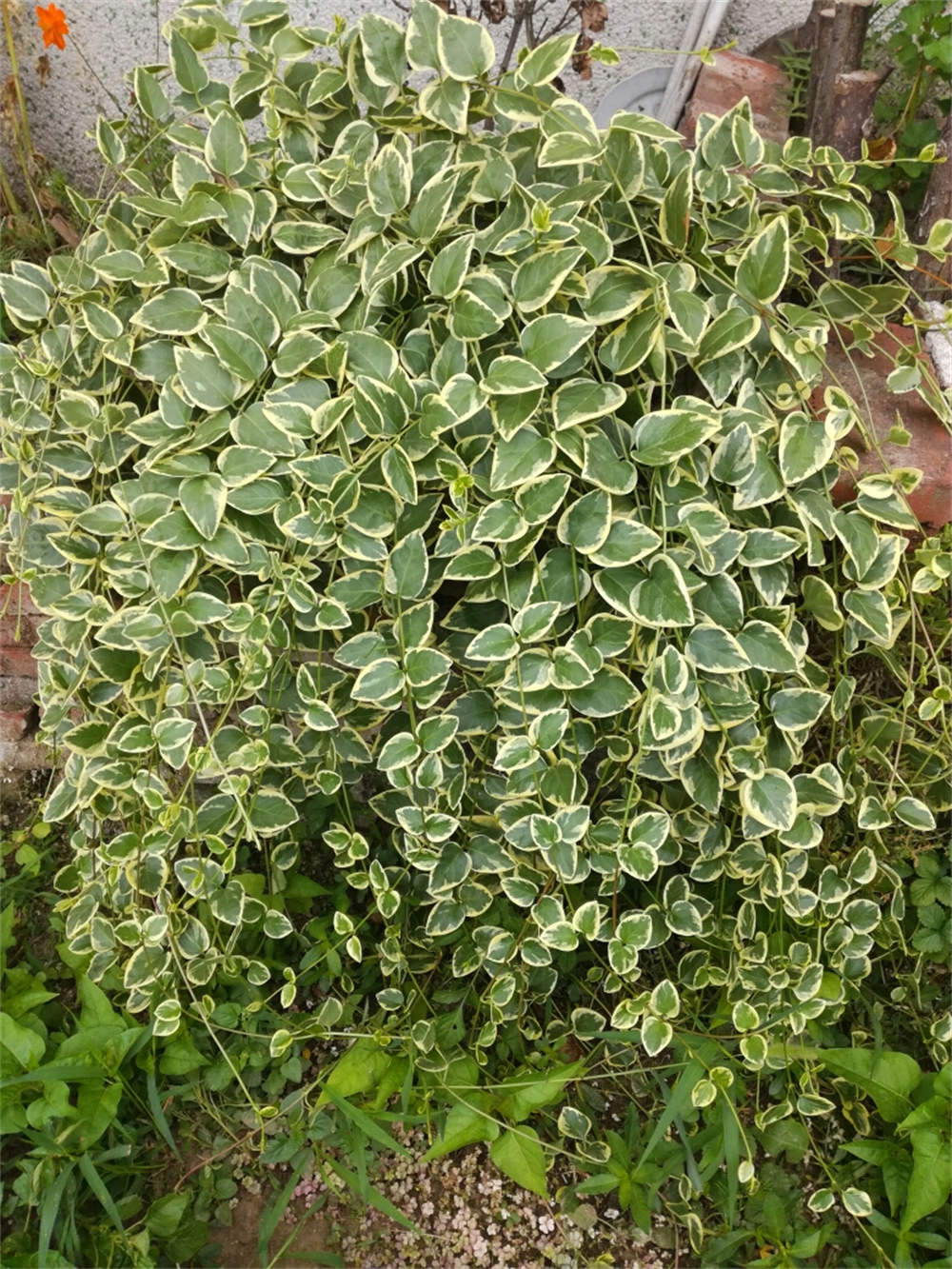 花叶蔓