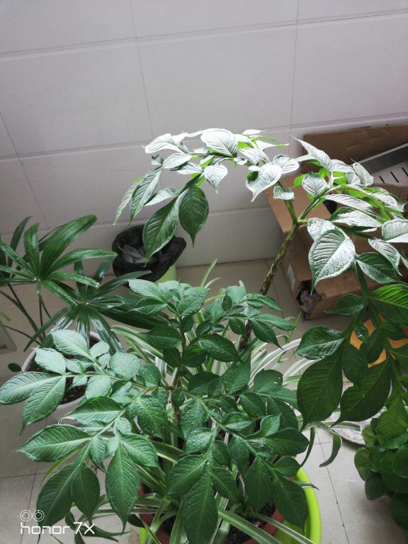魔芋