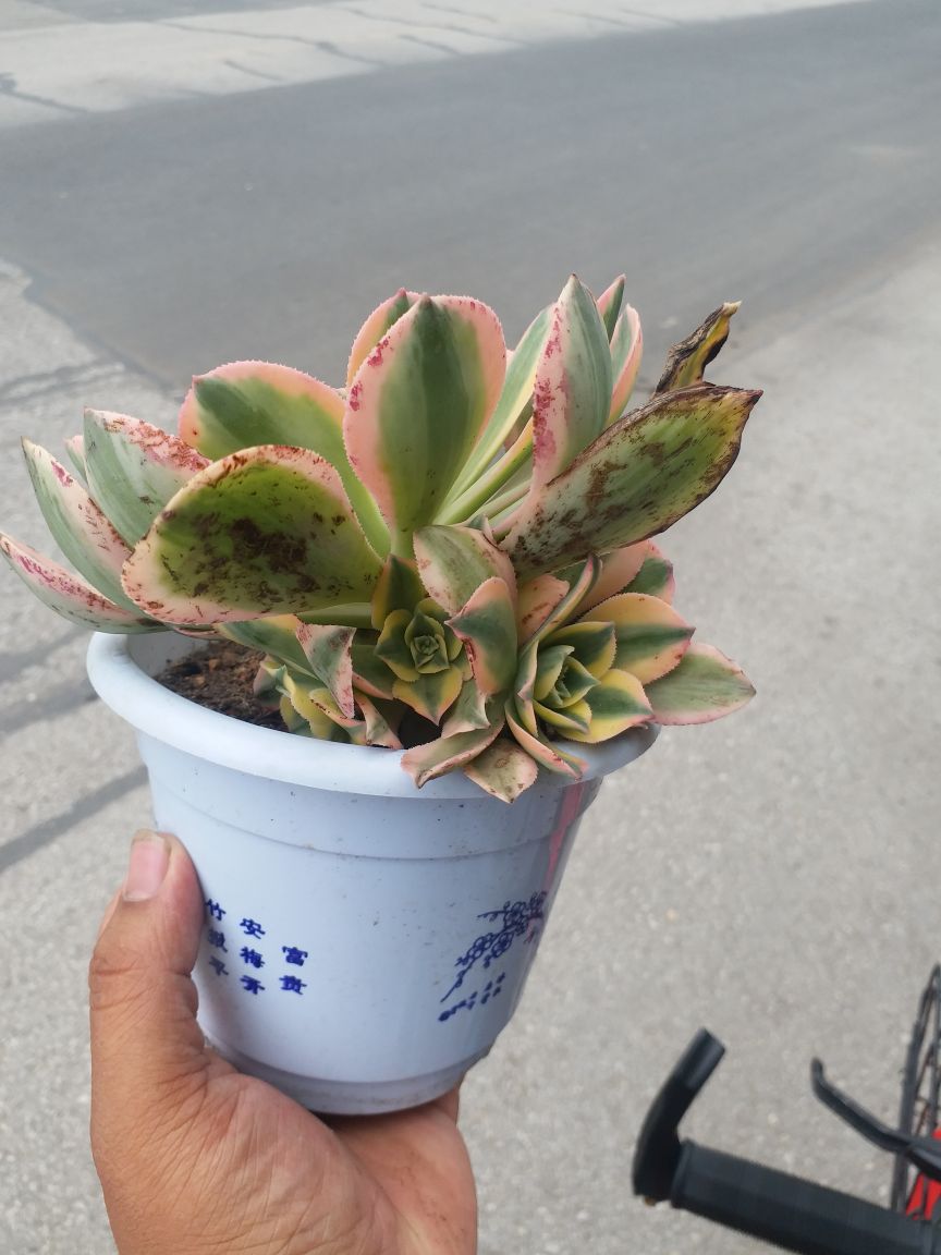 灿烂法师