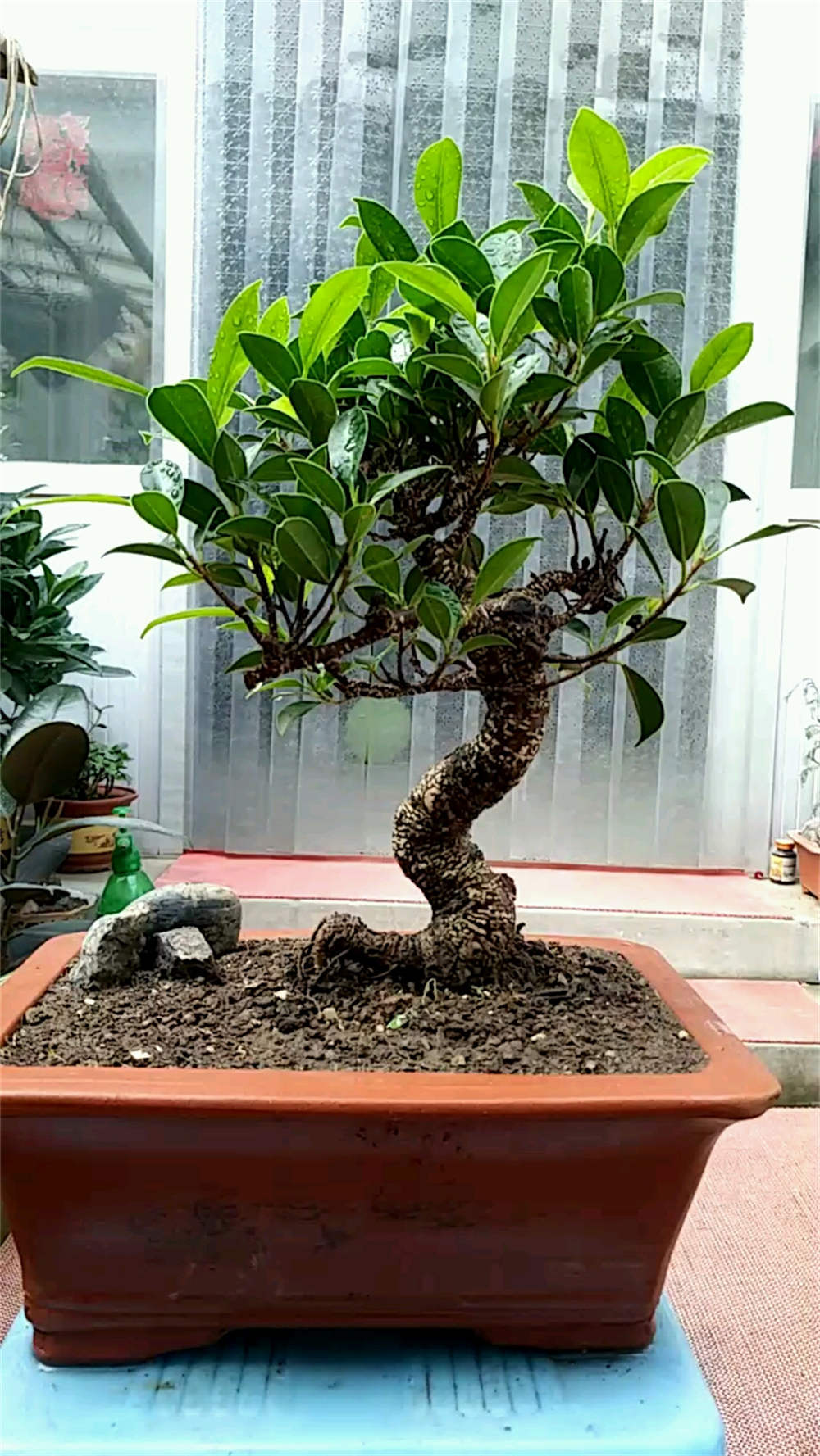 小叶榕树