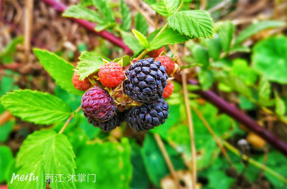 花卉