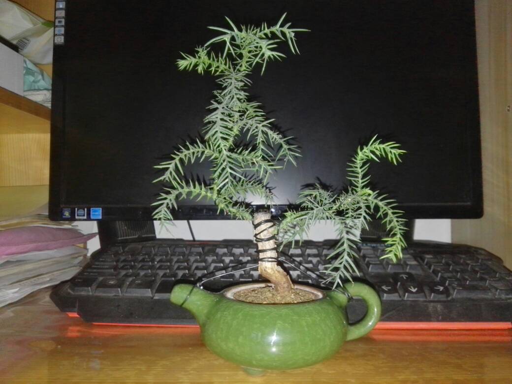 澳洲松