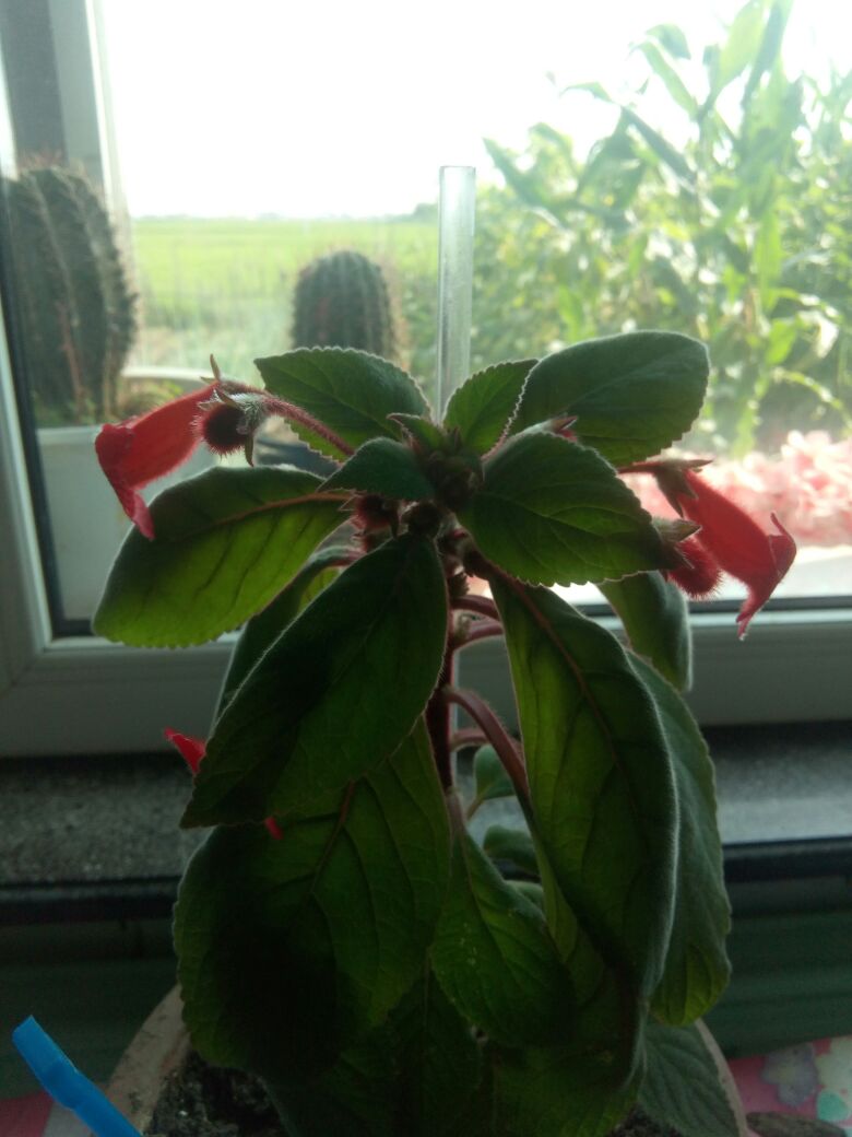 花卉